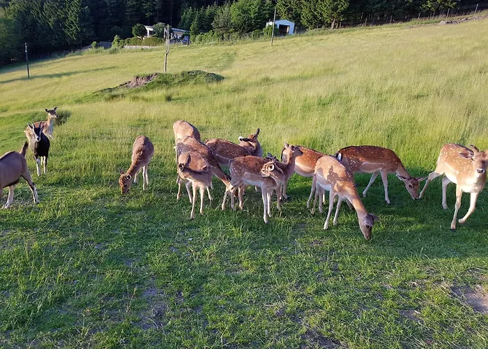 Im Bayerischen Wald Casa vacanze